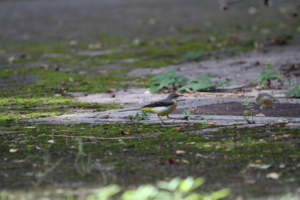 地上の野鳥