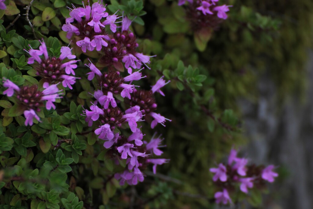 高原の花