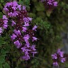 高原の花