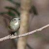 公園の野鳥