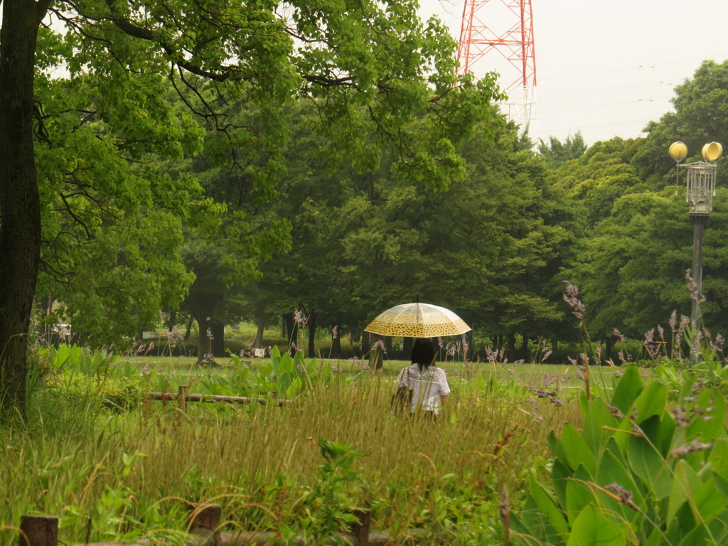 雨降る緑地