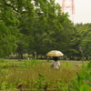 雨降る緑地