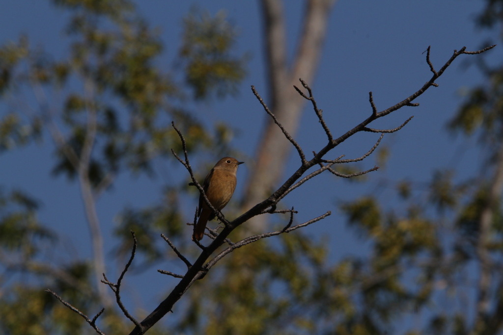 ジョウビタキ（メス）