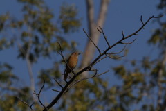 ジョウビタキ（メス）