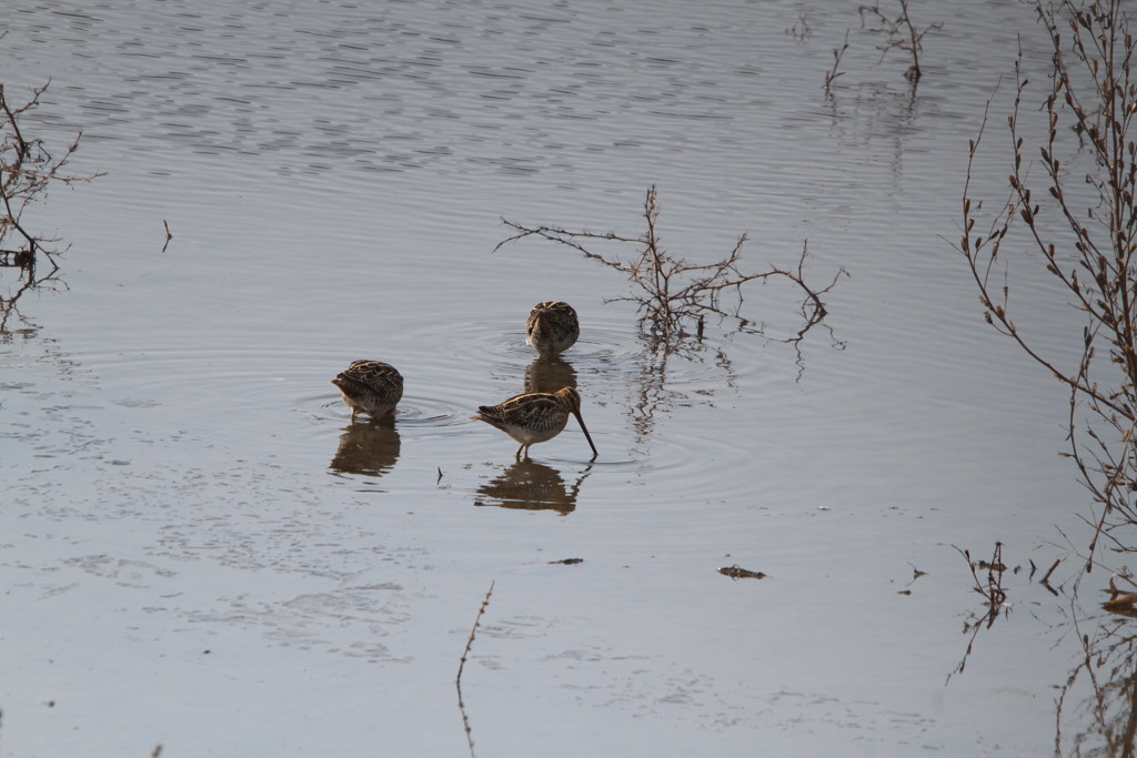 採餌中のタシギ