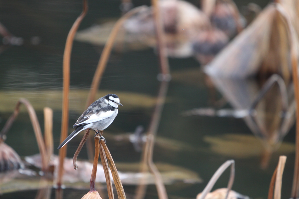 公園の野鳥（ハクセキレイ）