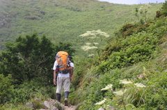 伊吹山 シシウド