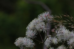 伊吹山の花(カラマツソウ)