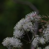 伊吹山の花(カラマツソウ)