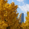 桜通りのいちょう　1