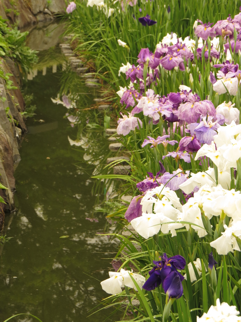 水路と花菖蒲