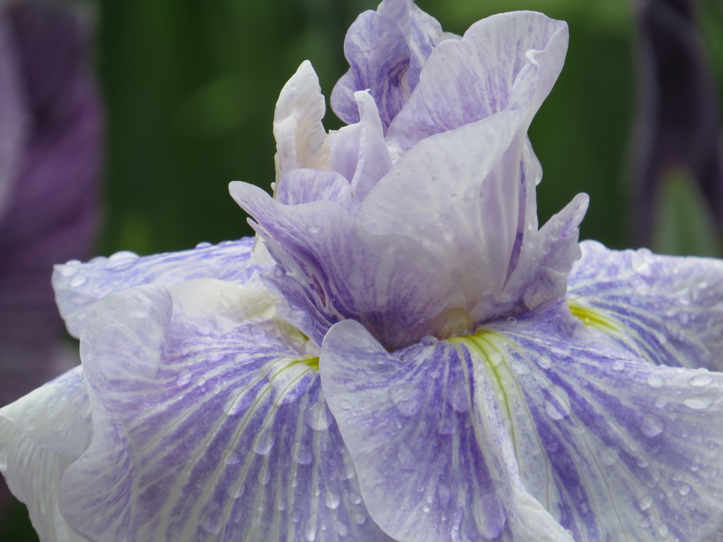 雨上がり花菖蒲