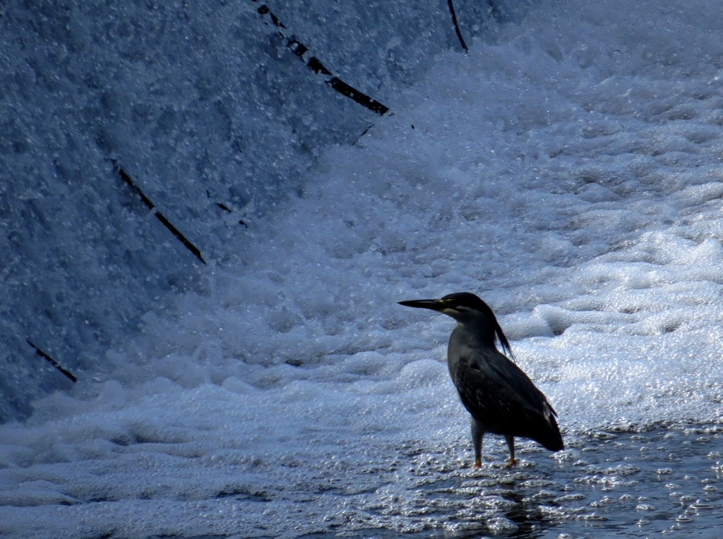 水辺のササゴイ