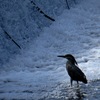 水辺のササゴイ
