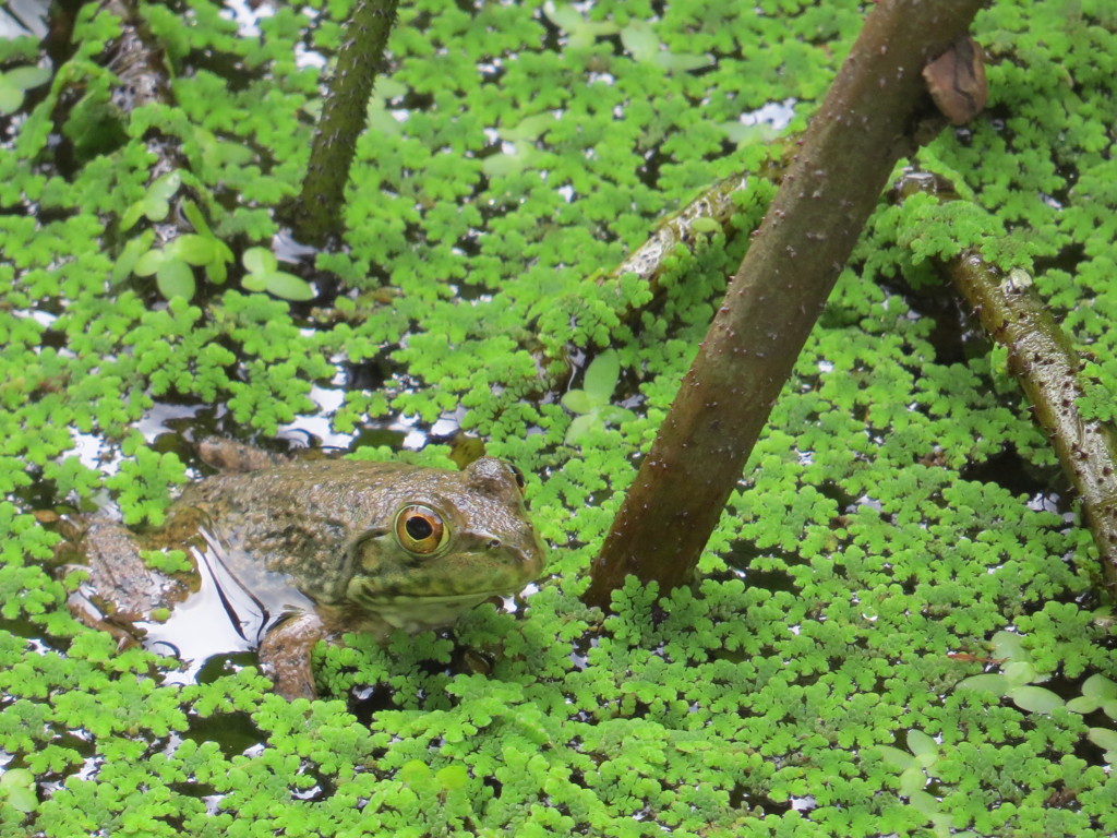 おとぼけ顔