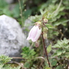 高原の花　4