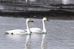 白鳥のカップル