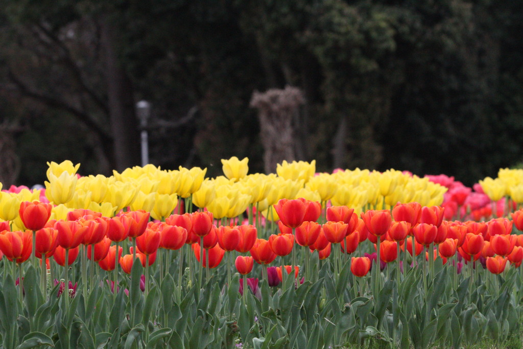 咲いた咲いたチューリップの花が