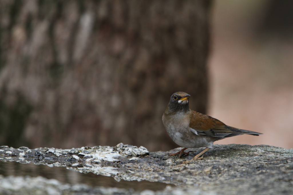 大阪城公園の野鳥達（シロハラ）