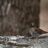 大阪城公園の野鳥達（シロハラ）