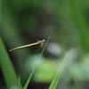 繊細なイトトンボ