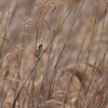 河川敷の野鳥（ツリスガラ）