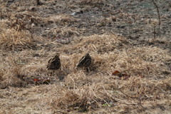 寝たふり（タシギ）