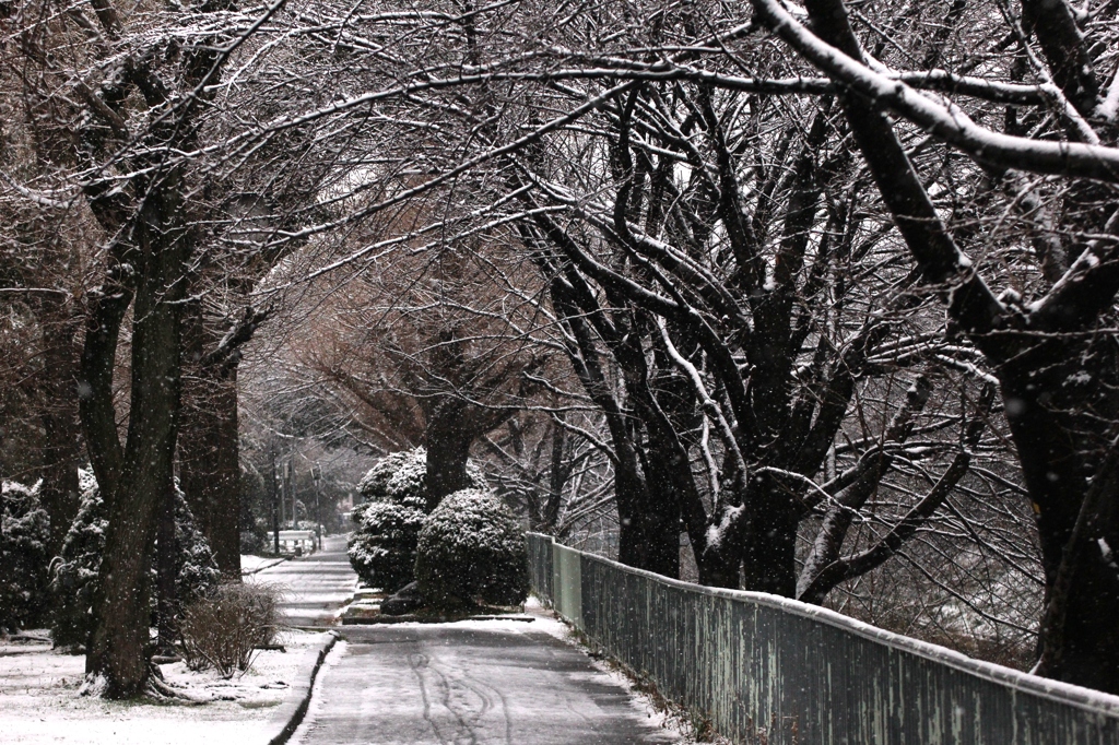 雪の堀川 001