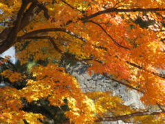 皇居 乾通りの紅葉