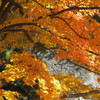 皇居 乾通りの紅葉