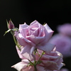 紫色の薔薇