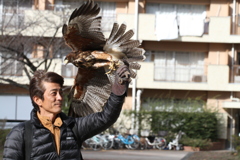 鷹匠がやって来た