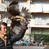 鷹匠がやって来た