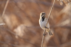 河川敷の野鳥