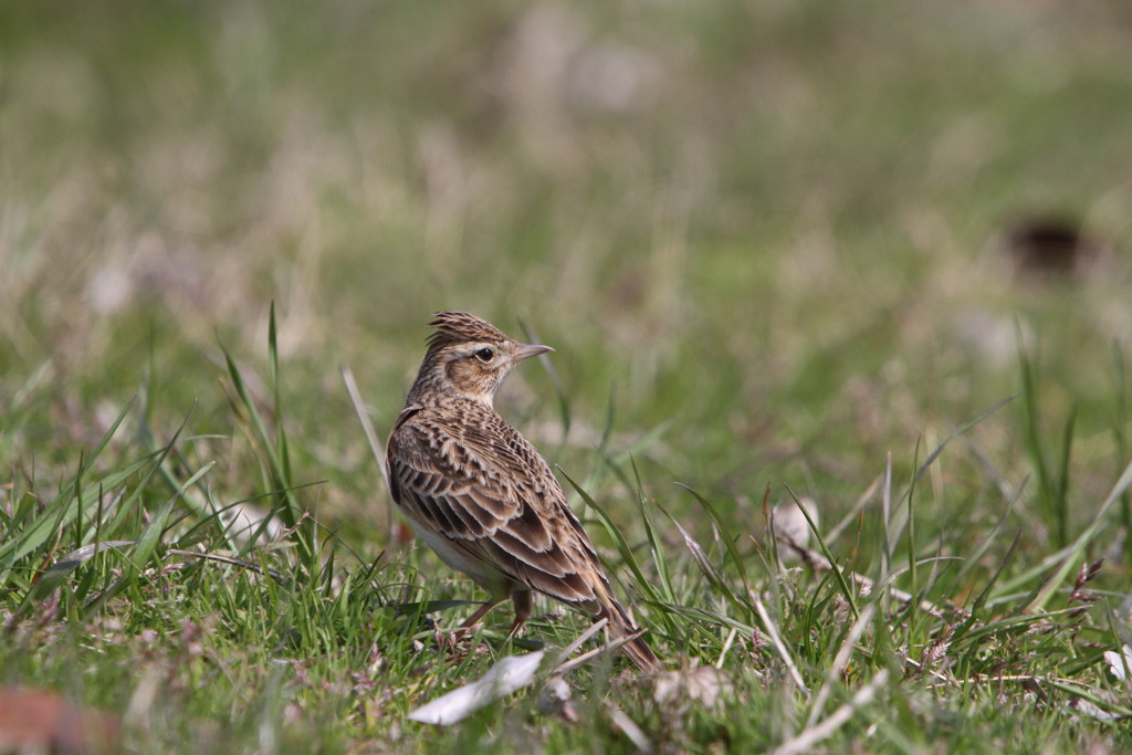 河川敷の野鳥（ヒバリ）