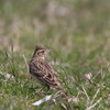 河川敷の野鳥（ヒバリ）