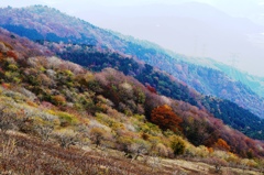 伊吹山 斜面の紅葉