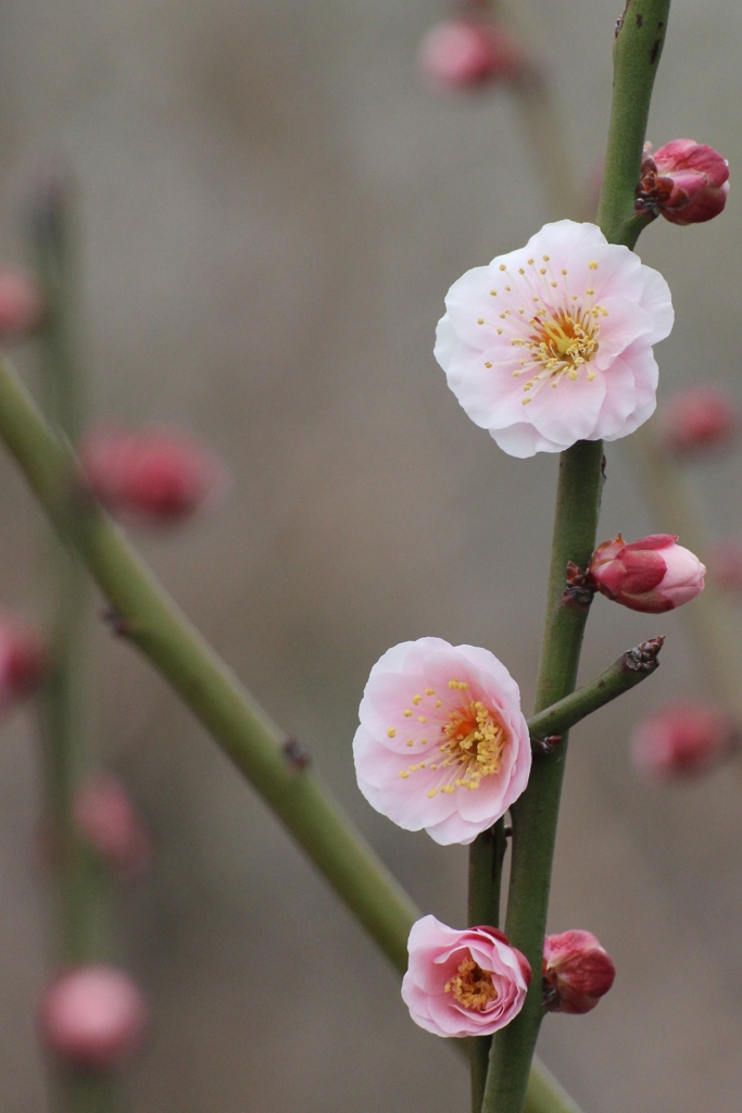 うめの花
