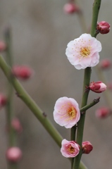 うめの花