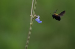 狙われた　花