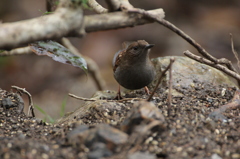 カヤクグリ
