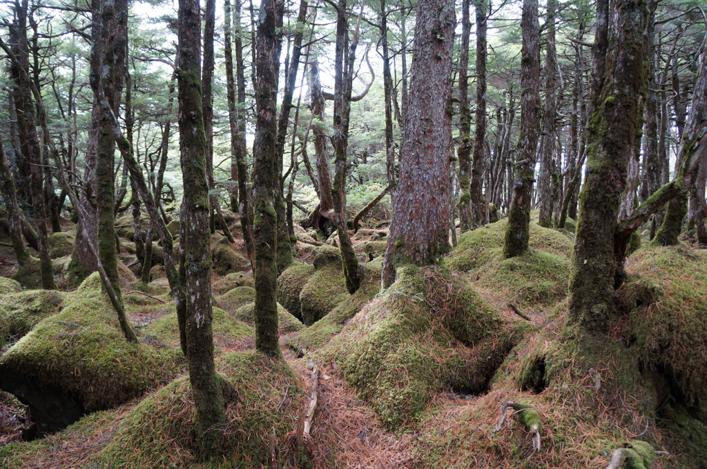 北八ヶ岳　もののけの森