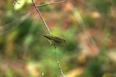 堀川の小鳥 (メボソムシクイ)