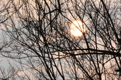 樹間の太陽