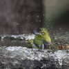 大阪城公園の野鳥達（メジロ）