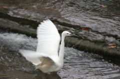 白鳥の物真似