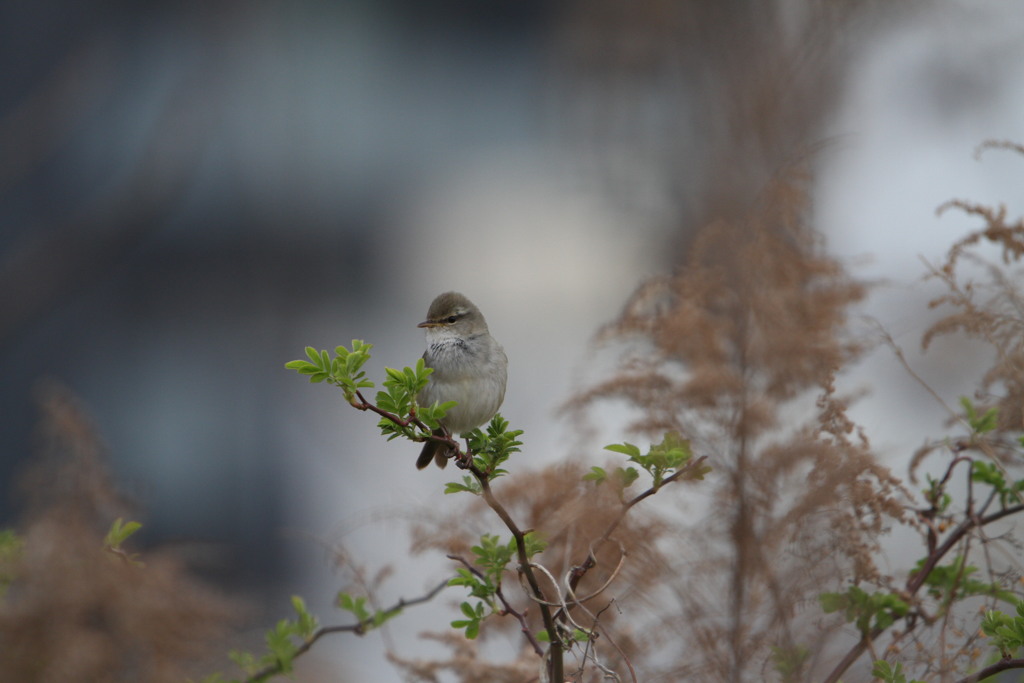 春の野鳥（ウグイス）