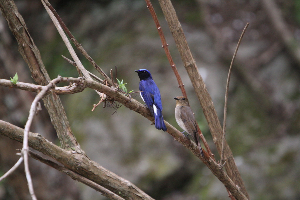 青い鳥のカップル