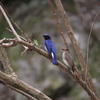 青い鳥のカップル