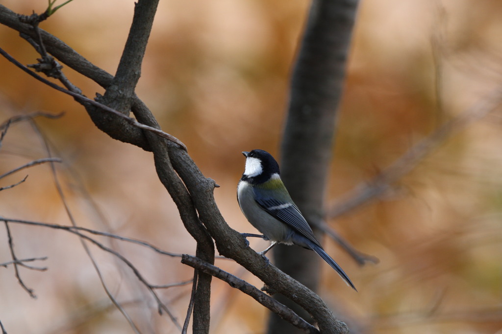公園の野鳥（シジュウガラ）